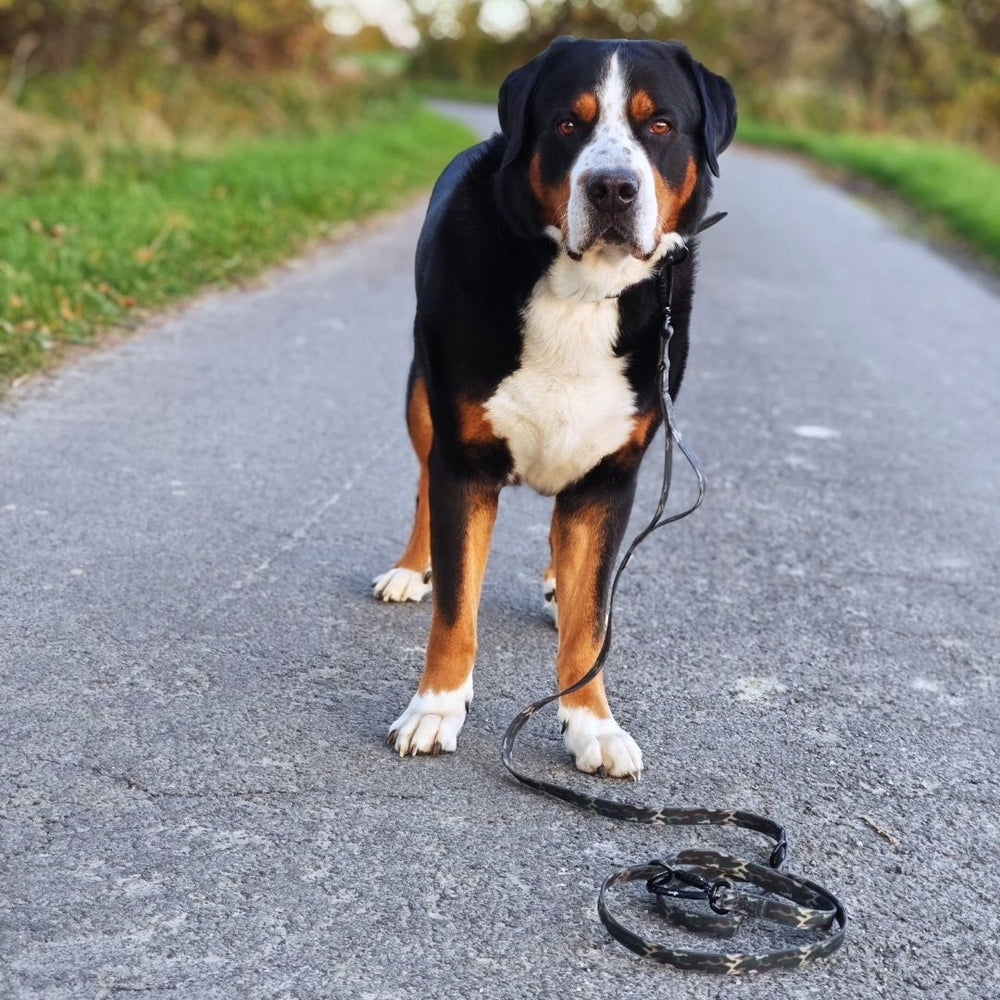 Großer kurzhaariger Hund mit schwarzem Fell und Abzeichen an einer Führleine WOOFLEX® mit Sicherheitskarabiner auf einem Weg.