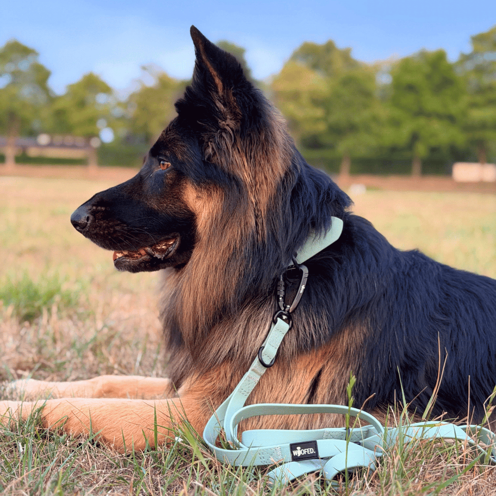 Hund mit glänzendem Fell auf Gras, trägt hellblaues Geschirr und WOOFLEX® Pro Leine.
