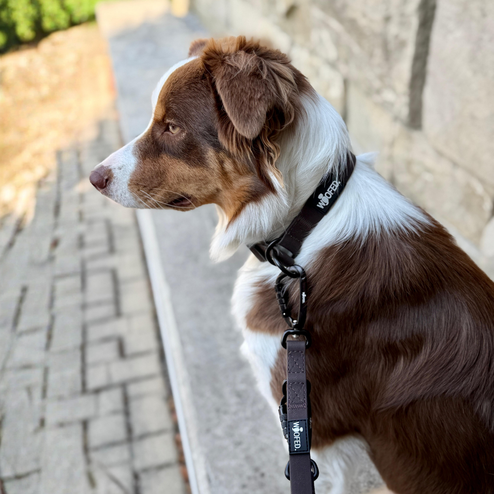Hund mit braunem und weißen Fell an WOOFLEX® Pro Führleine, sitzt auf einem Gehweg vor einer Steinwand.