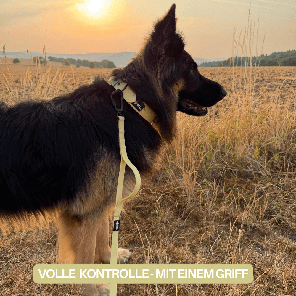 Hund mit WOOFLEX® Pro Geschirr und Leine auf einem Feld bei Sonnenaufgang.