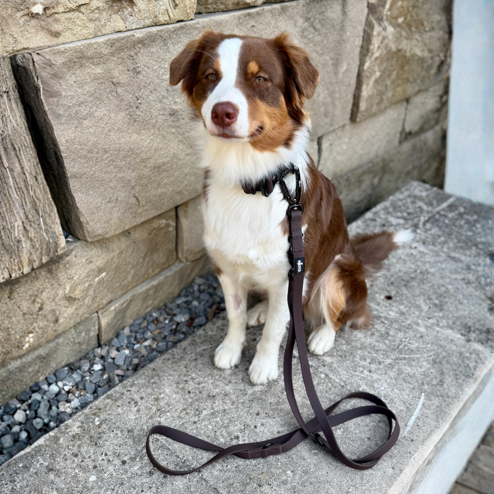 Braun-weißer Hund sitzt auf grauem Stein mit der WOOFLEX® Pro Führleine zu seinen Füßen.
