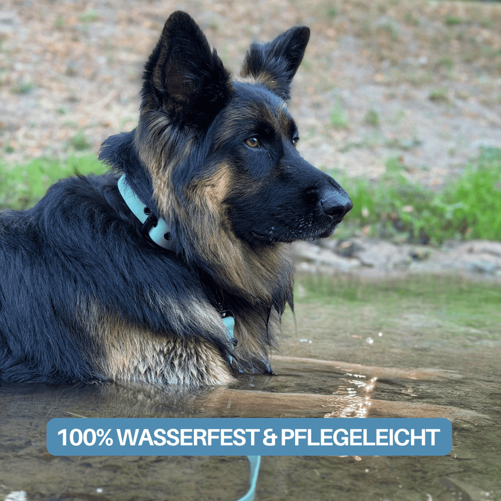 Hund im Wasser mit glänzendem Fell, trägt hellblaues Halsband; geeignet für WOOFLEX® Pro Führleine.