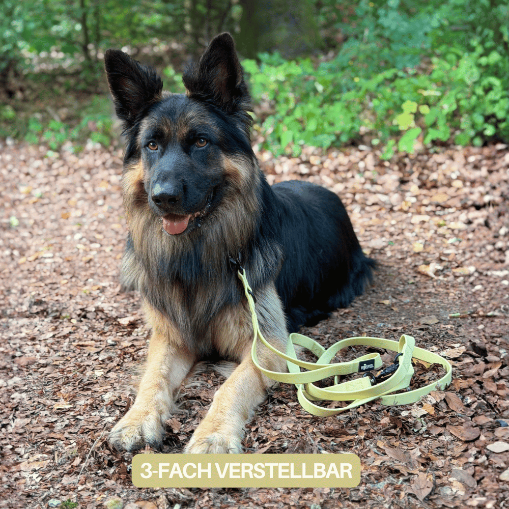 "Deutscher Schäferhund liegt im Wald neben gelber, verstellbarer WOOFLEX® Pro Hundeleine auf Laub."