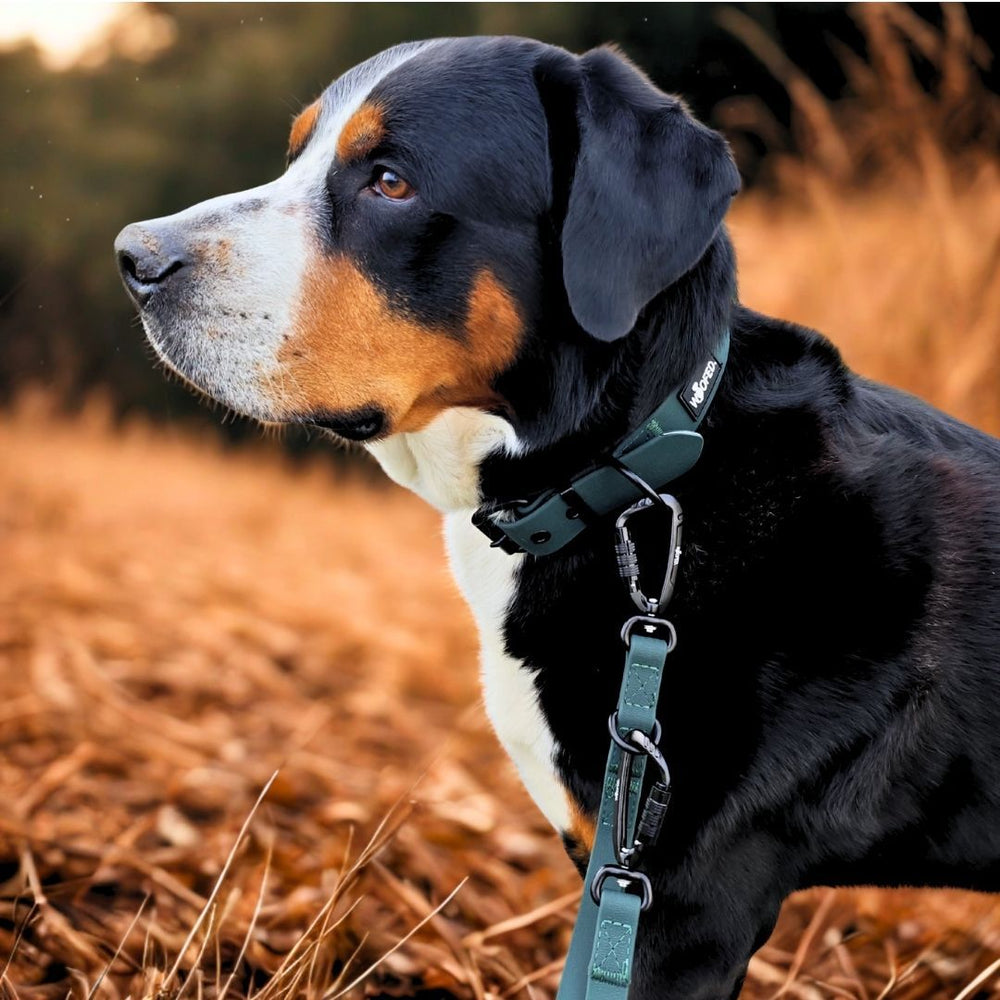 Hund mit Halsband und WOOFLEX® Sicherheitskarabiner, umgeben von verwelkten Gräsern.