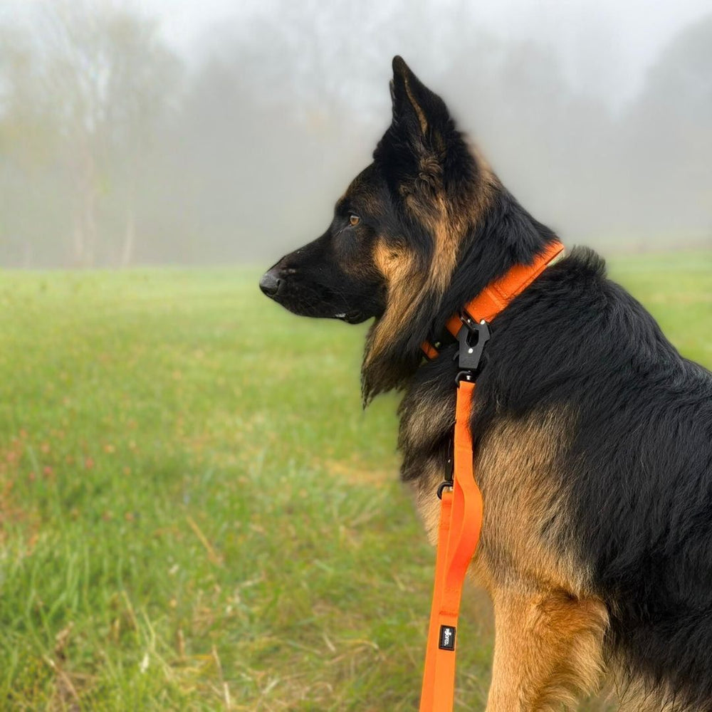 "Schäferhund mit orangem Geschirr und WOOFLEX® Froschkarabiner-Leine in nebliger Landschaft."