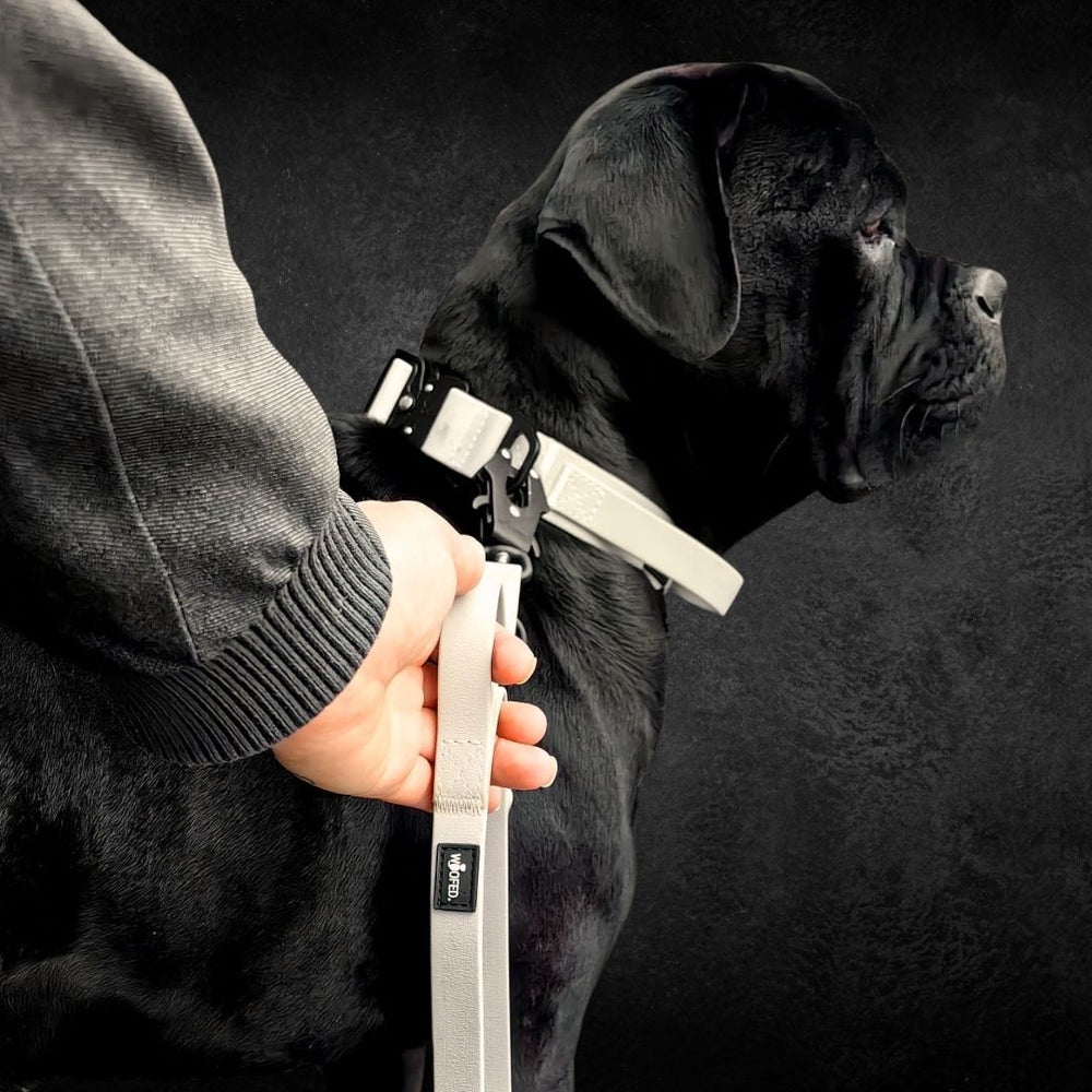 Schwarzer Hund mit grauem Geschirr und verstellbarer Führleine WOOFLEX® Froschkarabiner, Blick in andere Richtung.