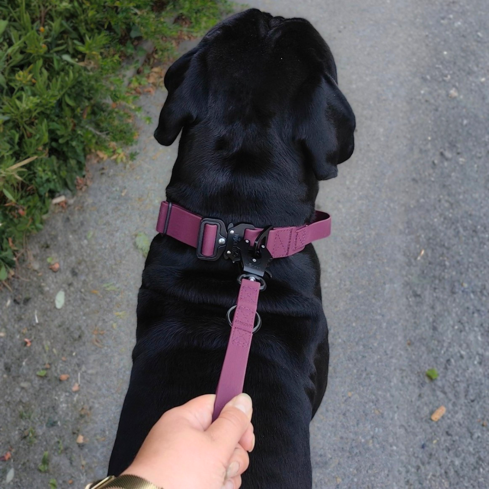 Schwarzer Hund an bunter Führleine WOOFLEX® mit Froschkarabiner auf einem schmalen Weg, umgeben von Grünpflanzen.