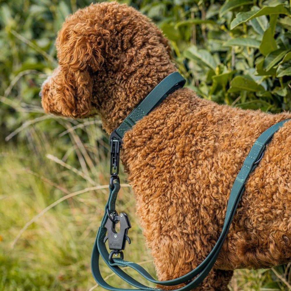 Brauner, lockiger Hund mit verstellbarer WOOFLEX® Führleine und Froschkarabiner in grüner, buschiger Umgebung.