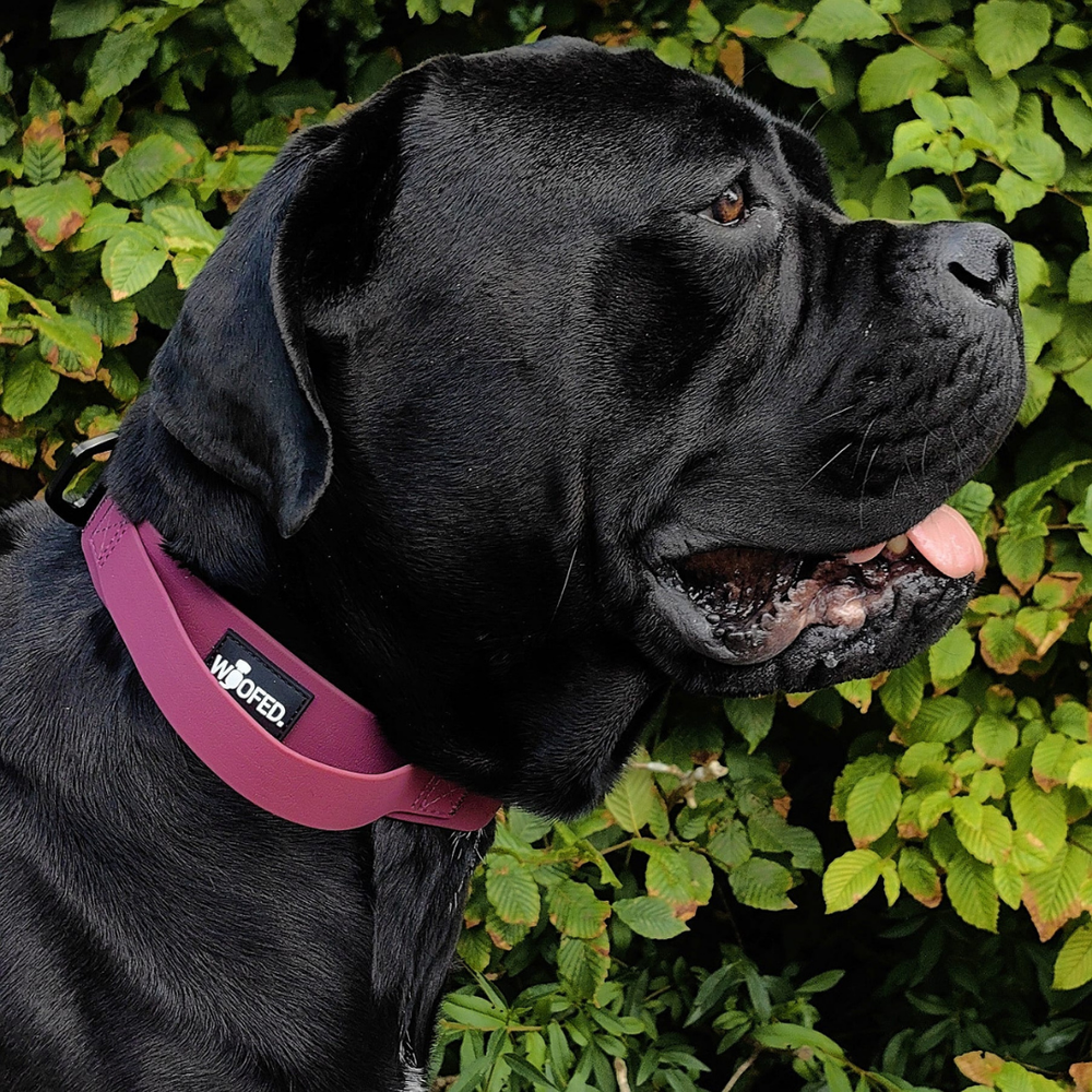 Schwarzer Hund mit lila verstellbarem Halsband WOOFLEX® und Griff, umgeben von grünen Pflanzen.