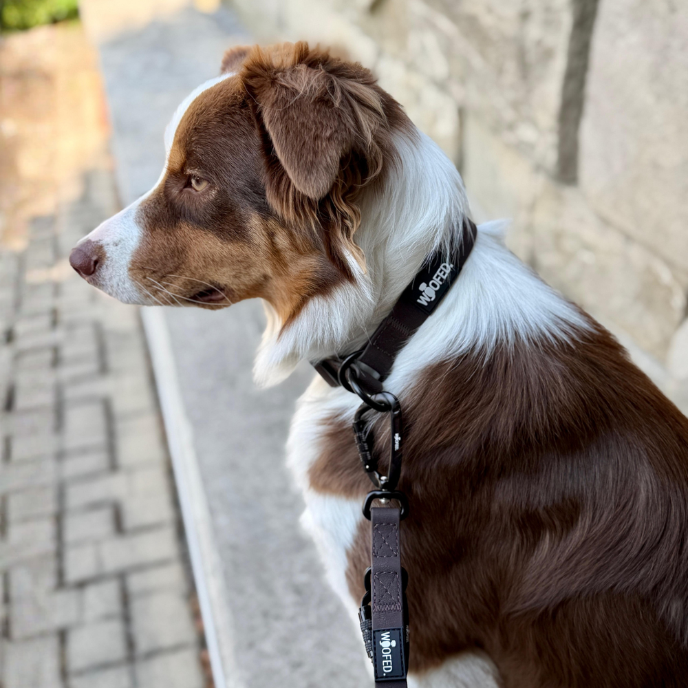 Braun-weißer Hund im WOOFLEX® Geschirr sitzt an Steineinfassung und blickt zur Seite, mit Hundeleine verbunden.
