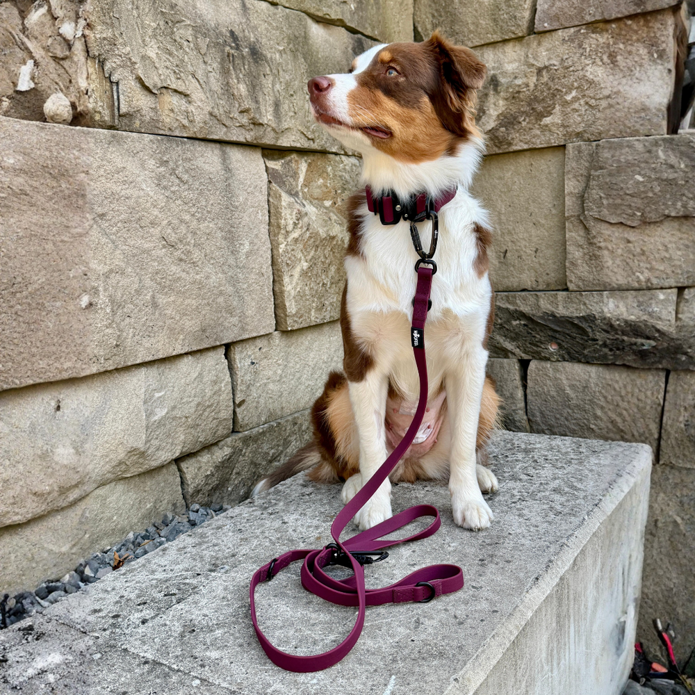 Braun-weißer Hund auf grauem Betonblock, trägt dunkles Geschirr, sitzt vor einer Steinmauer.