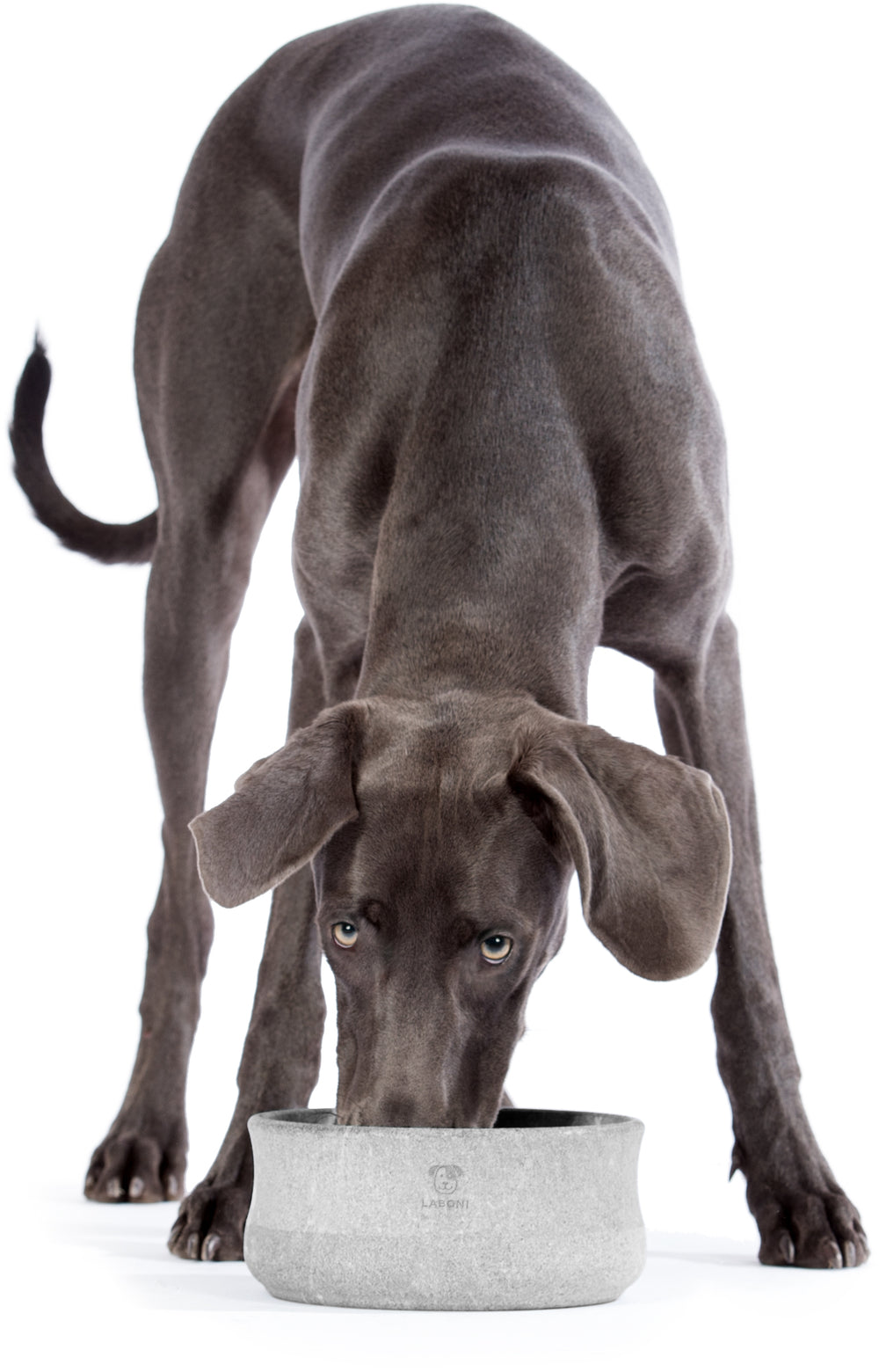 Edel-Napf für Hund und Katze in runder Form, perfekt für stilvolle Tierhaltung. Grauer Hund beim Fressen sichtbar.