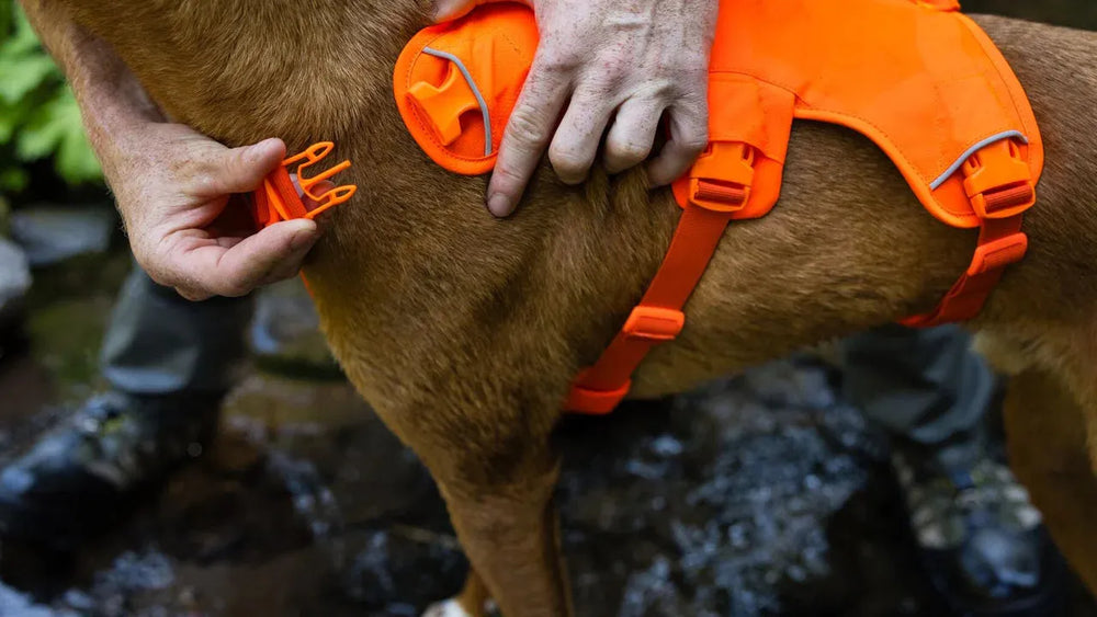 Hund trägt orangefarbenes Web Master™ Geschirr, während eine Person es am Hund befestigt, umgeben von Felsen und Pflanzen.