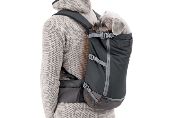 Person mit schwarzem Hunde-Rucksacktrage, in dem ein kleiner Hund sitzt, gekleidet in graue Jacke.