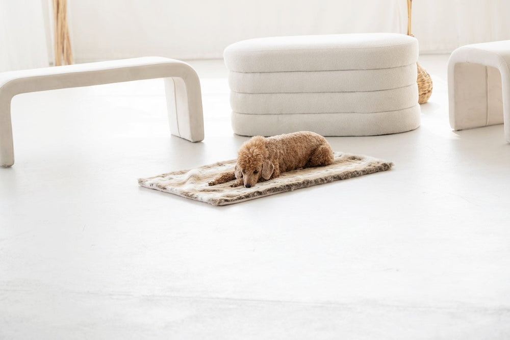 Brauner Hund mit lockigem Fell liegt entspannt auf einer Hundedecke aus Webpelz in modernem, hellem Raum.