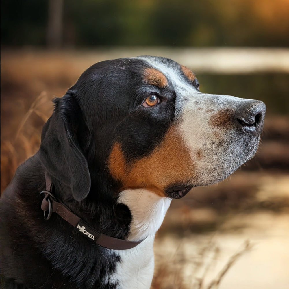 Hund mit glänzendem Fell und weißem Schnauzenfleck, aufmerksam in die Ferne schauend, trägt das WOOFLEX® Zugstopphalsband.