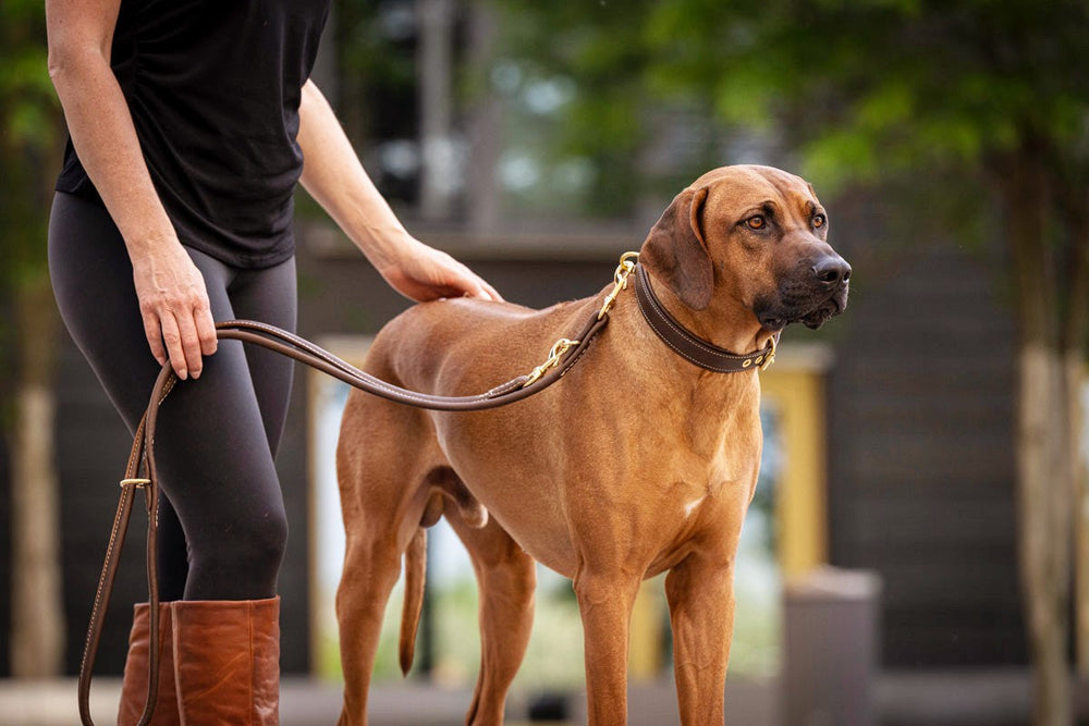 Eine Person mit schwarzem Oberteil führt einen großen braunen Hund an einer hochwertigen Lederleine im Old English-Stil.