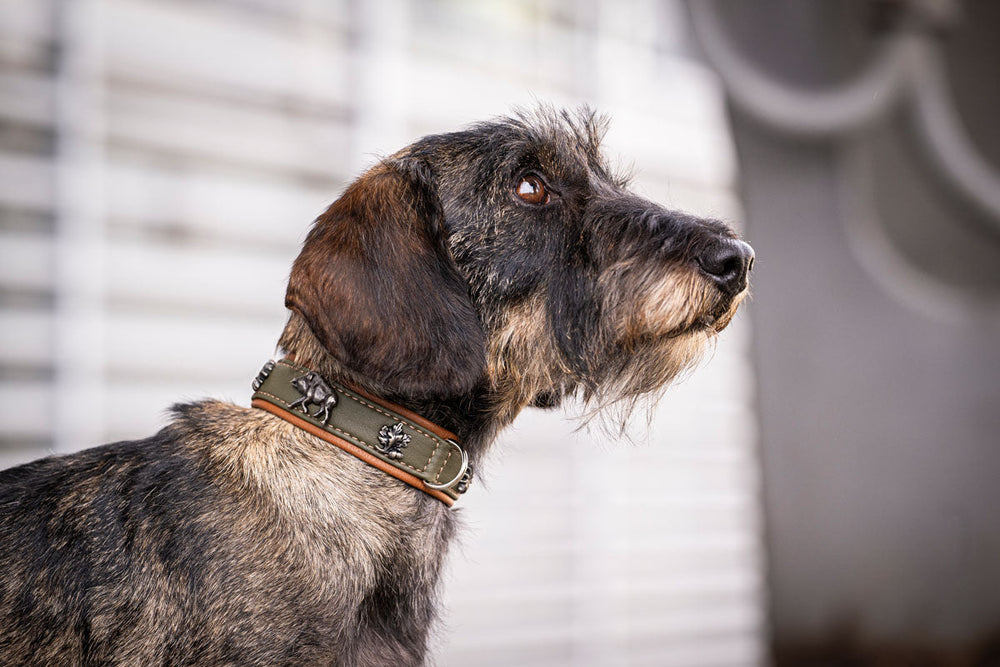Hund mit gestreiftem Fell trägt ein braunes Halsband, schaut in die Ferne vor unscharfem Hintergrund.