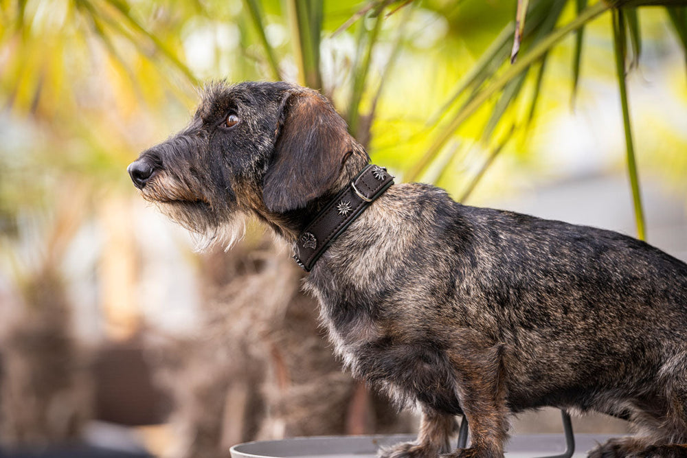 Kurzer Hund mit braunem, verziertem Halsband in einer hellen, pflanzenreichen Umgebung.