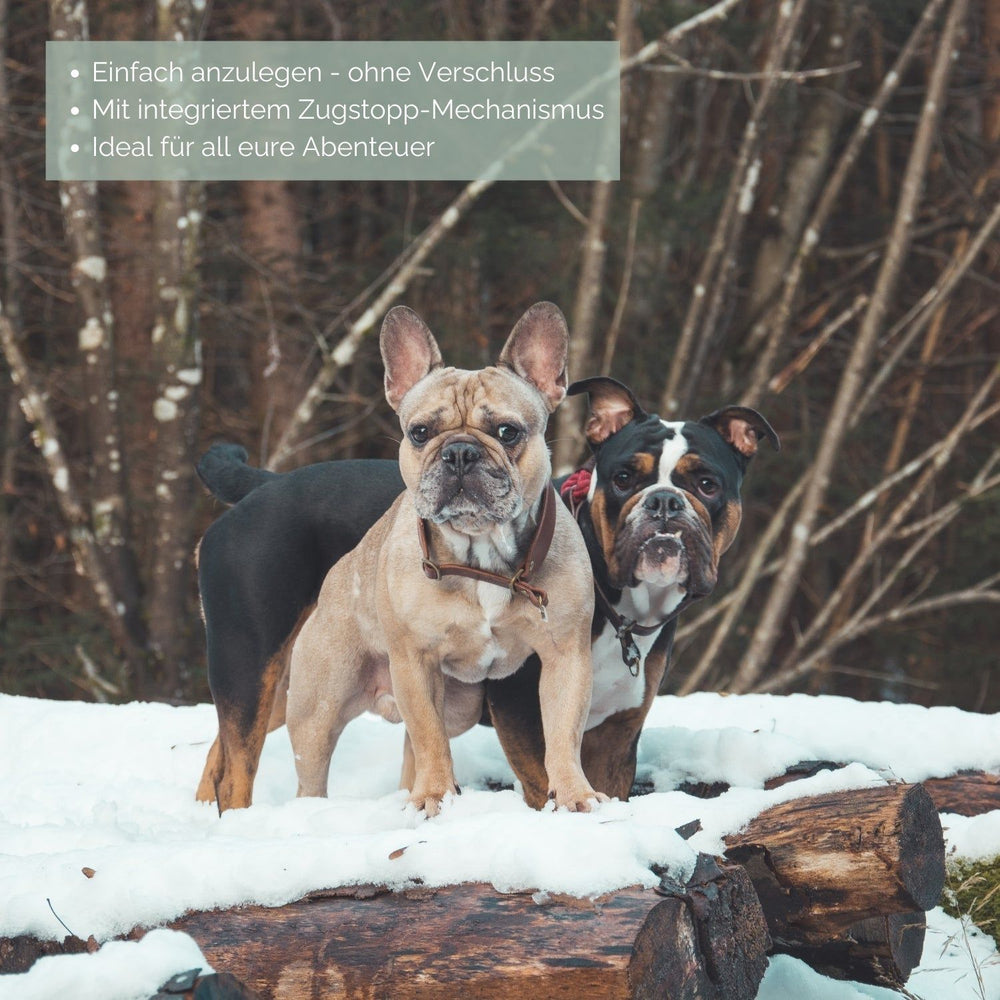 Zwei Hunde im Schnee auf einem Holzstamm, mit einem praktischen Zugstopp Tauhalsband Ahoi im natürlichen Wald.