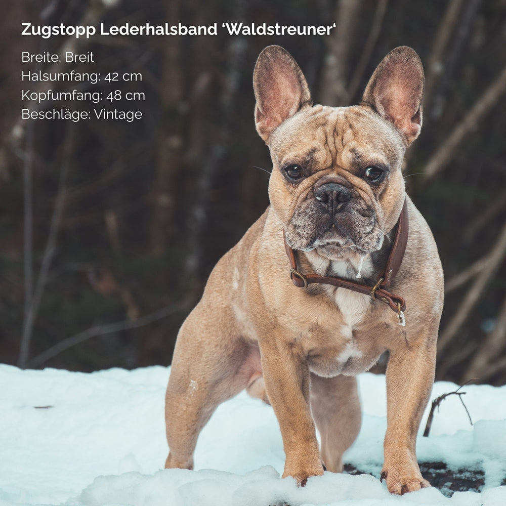 Hund mit braunem Fell trägt Zugstopp Lederhalsband 'Waldstreuner'; aufmerksam, unscharfer Hintergrund.