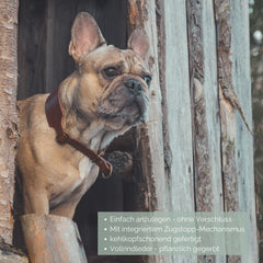 Französische Bulldogge mit braunem Lederhalsband schaut aus Holzrahmen, perfekt für stilvolle Hundeliebhaber.