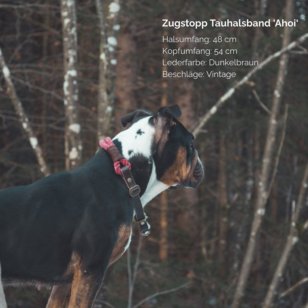 Hund trägt Zugstopp-Tauhalsband „Ahoi“ aus hochwertigem Leder in einer stilvollen Farbe.
