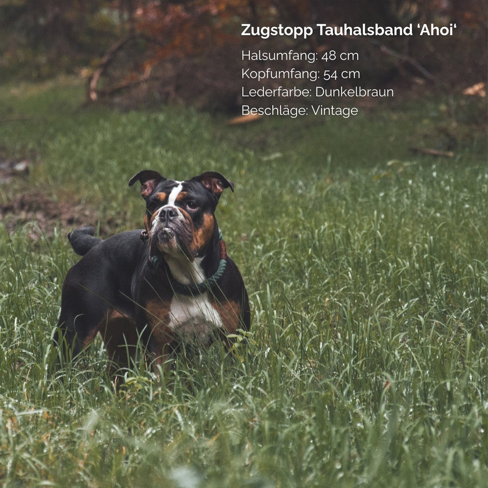 Schwarzer Hund mit weißen Flecken trägt ein Zugstopp Tauhalsband im grünen Grasfeld, ideal für komfortable Spaziergänge.