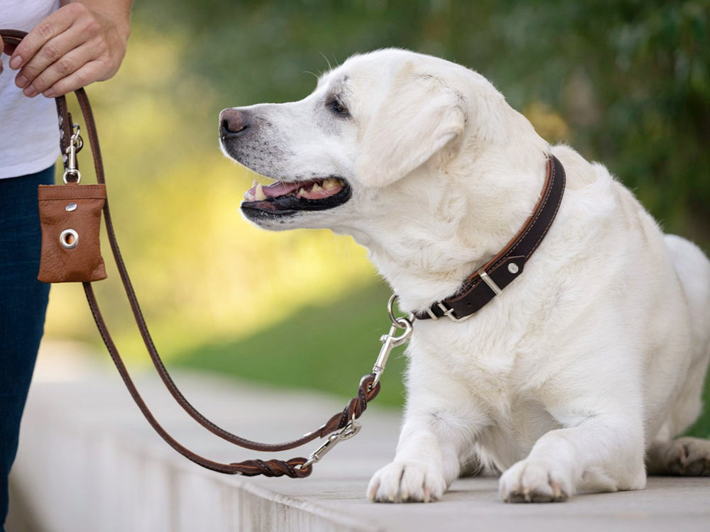 Weißer Labrador sitzt entspannt mit braunem Halsband und Rundgenähter Lederleine in der Hand einer Person.