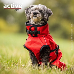 Kleiner Hund in rotem wetterfesten Mantel mit schwarzem Kragen auf grüner Wiese.