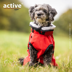Kleiner Hund in rotem, wetterfestem Mantel mit grauer Kapuze sitzt auf Wiese in natürlicher Umgebung.
