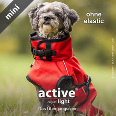 Kleiner Hund in rotem Übergangsanzug mit Gürtel, steht auf grüner Wiese und schaut in die Kamera.