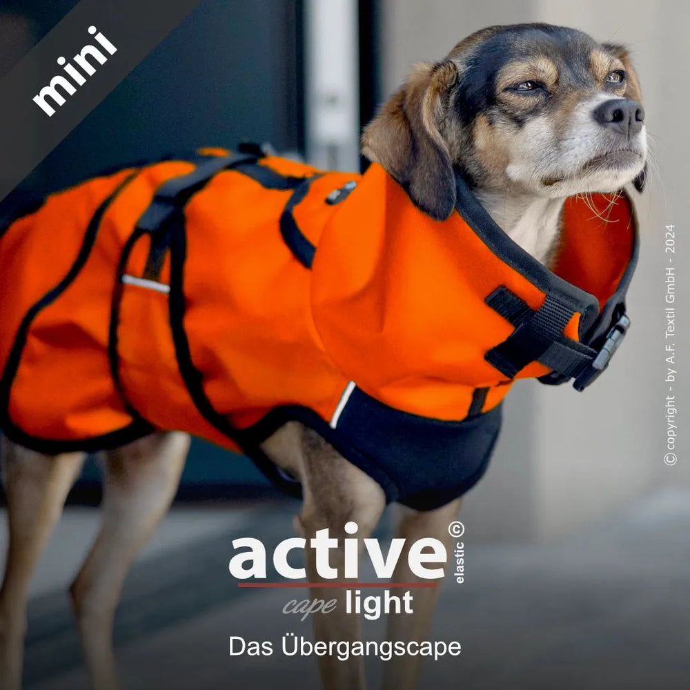 Kleiner Hund in leuchtend orangefarbenem Mantel mit hohem Kragen und verstellbarem Gürtel, unscharfer heller Hintergrund.