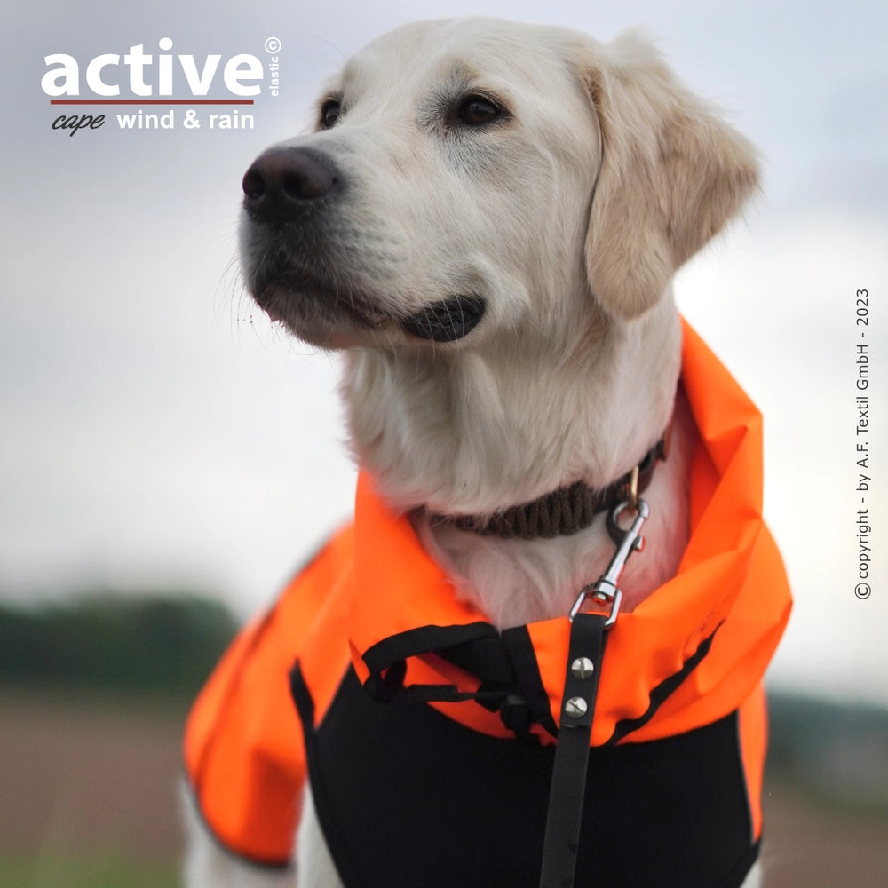 Ein Hund mit orangefarbenem Regenmantel blickt aufmerksam in die Ferne, während er vor Wind und Regen geschützt ist.