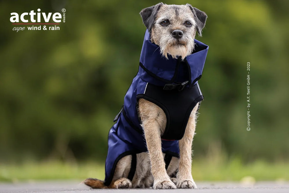 Hund im blauen Wind- und Regencape mit hohem Kragen, sitzt auf einem Weg vor grüner Landschaft.