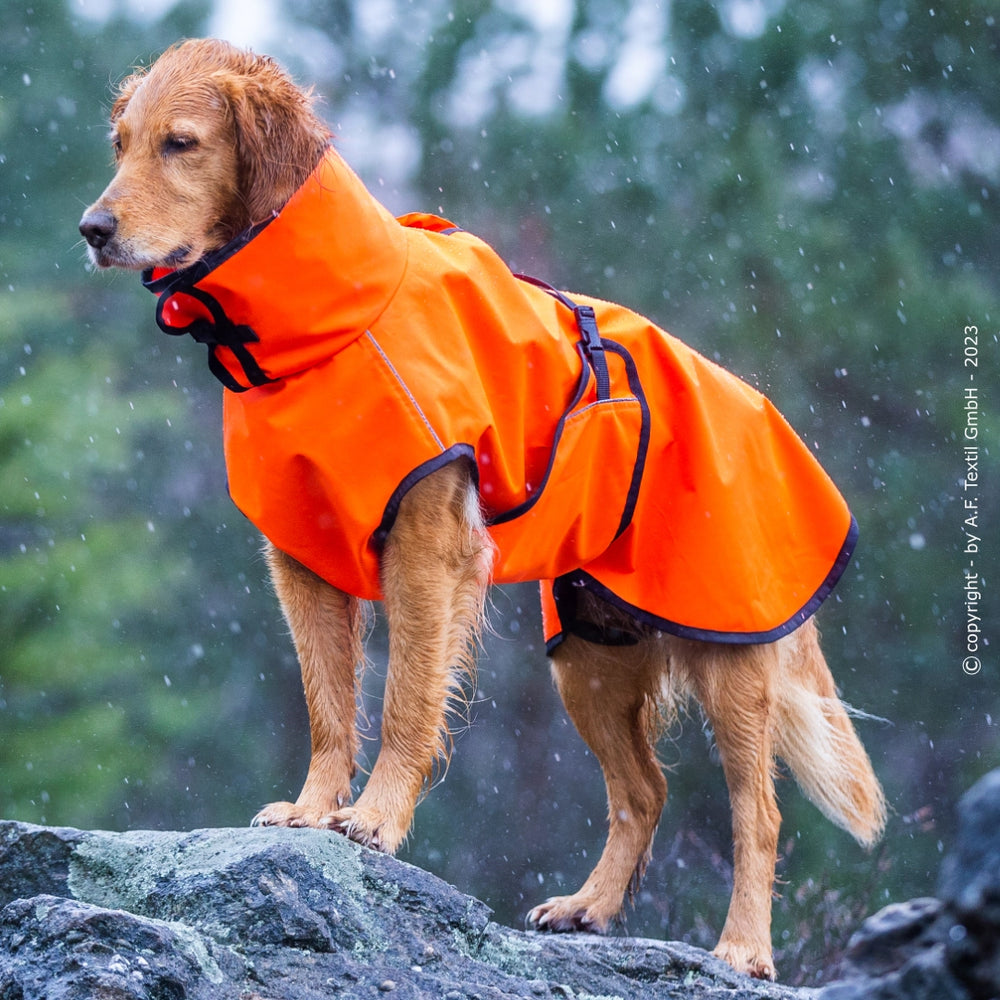 Hund in leuchtend orangefarbener Regenjacke steht auf einem Felsen im Schnee, umgeben von unberührter Natur.