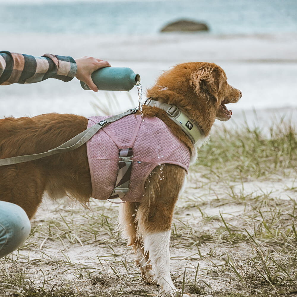 Kühlweste für Hunde – zusätzliche Produktansicht 3