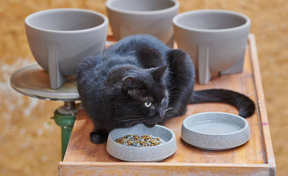 Schwarze Katze frisst aus einem Futternapf auf einem Holztisch, umgeben von grauen Blumentöpfen.