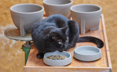 Schwarze Katze frisst aus einem Futternapf auf einem Holztisch, umgeben von grauen Blumentöpfen.