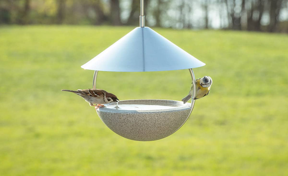 "Vogeltrinkbrunnen mit Spatz und Blaumeise, die am Rand Wasser trinken, an einem Hangel befestigt."