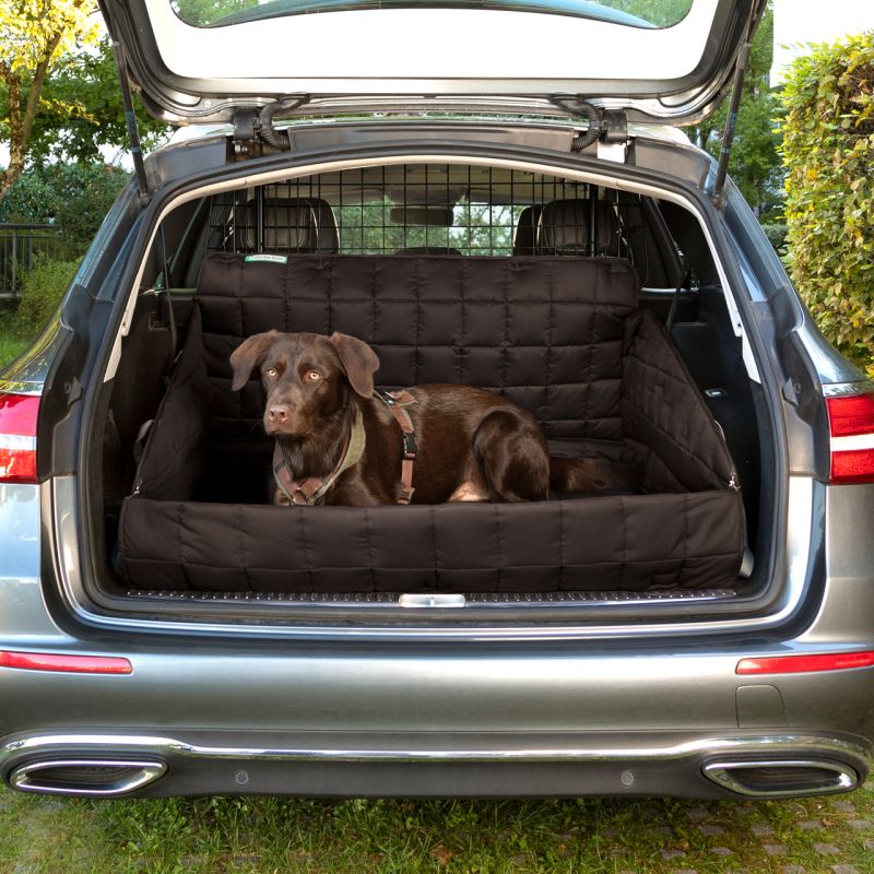 Kofferraum eines Autos mit schwarzer Hundedecke und braunem Hund, der entspannt in der Mitte sitzt.