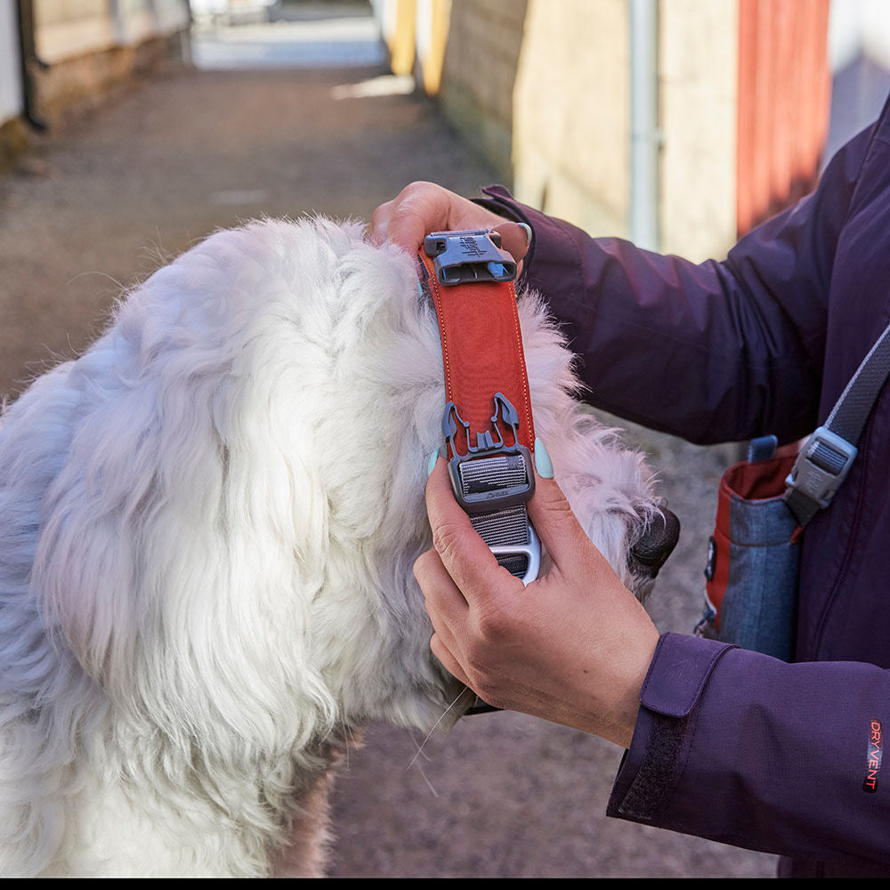 Hundehalsband Rover – zusätzliche Produktansicht 3