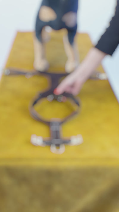 Braunes, zweifach verstellbares Hundegeschirr liegt auf einem Tisch, während eine Hand danach greift und im Hintergrund ein Hund steht.