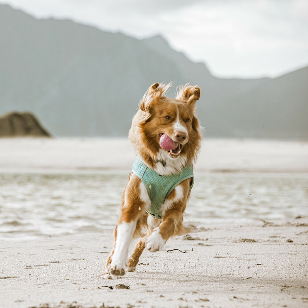 Kühlweste für Hunde – zusätzliche Produktansicht 7
