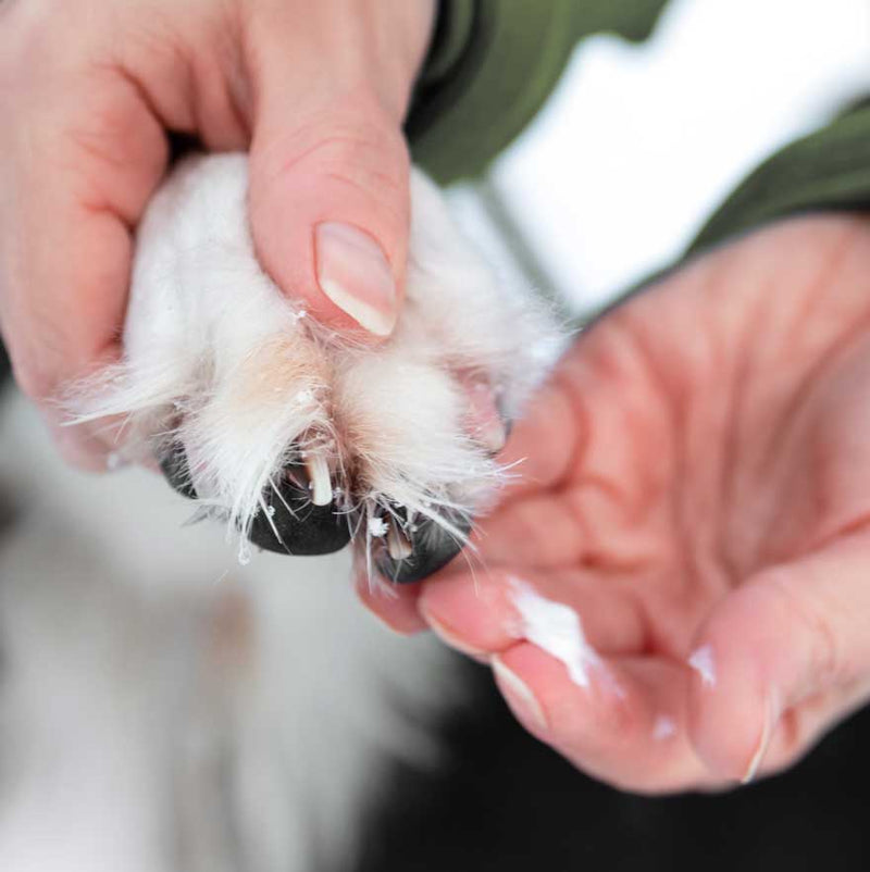 Nahaufnahme einer Hand, die eine mit Schnee bedeckte Hundepfote hält, umgeben von Eiskristallen.