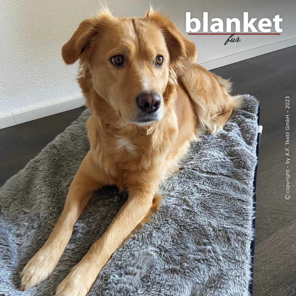 Hund mit goldenem Fell auf grauem Plüschbett, schaut aufmerksam in die Kamera. Text im oberen Bereich: „blanket fur“.