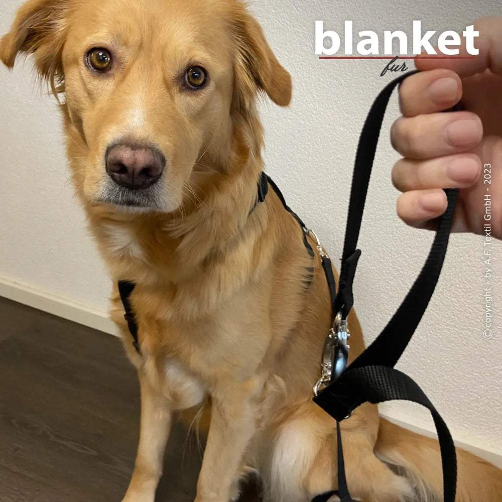 Hund mit goldenem Fell im schwarzen Geschirr, gehalten von einer Hand vor heller Wand, Schriftzug „blanket fur“ sichtbar.