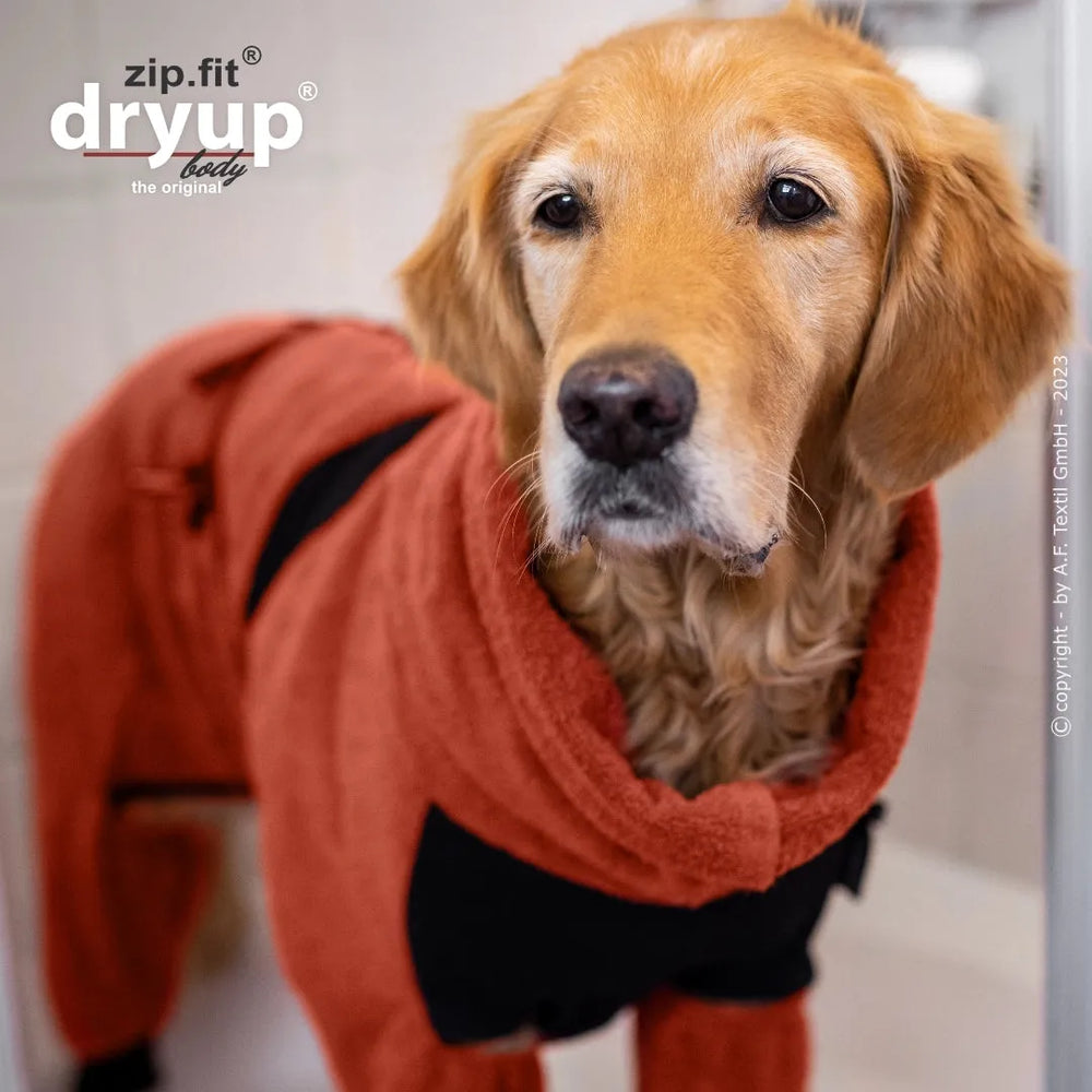 Golden Retriever im orangefarbenen Hundemantel mit schwarzen Akzenten, steht im Badezimmer und blickt in die Kamera.