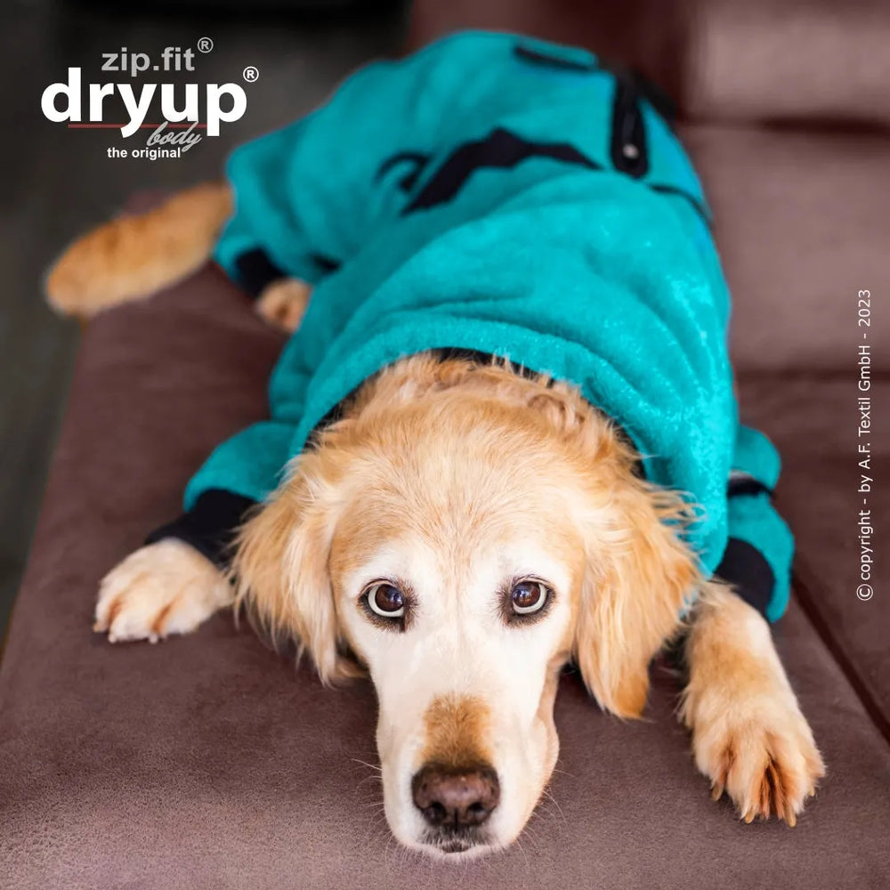Hund auf einem Sofa in einem kuscheligen, türkisfarbenen Overall von dryup, entspannt und bequem.