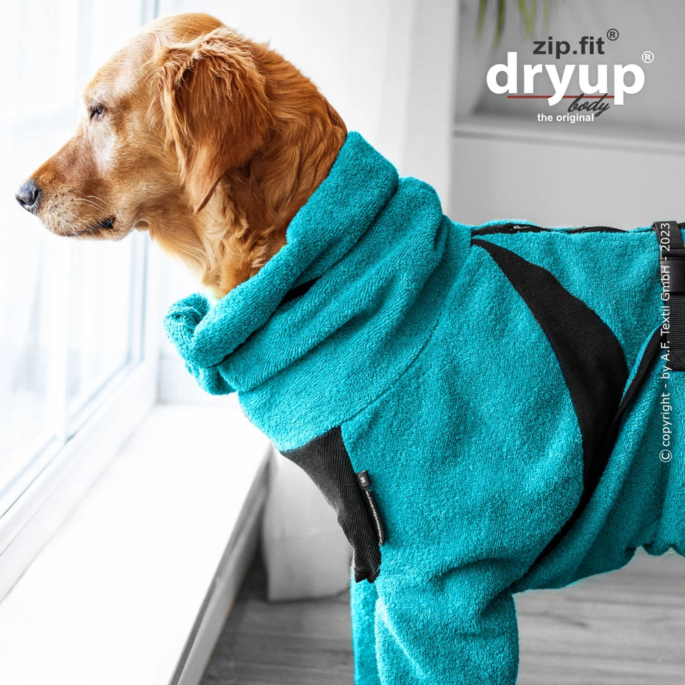 Hund in blauem Dryup® BODY zip.fit® Anzug schaut aus dem Fenster, mit Gurt und Logo im Hintergrund.